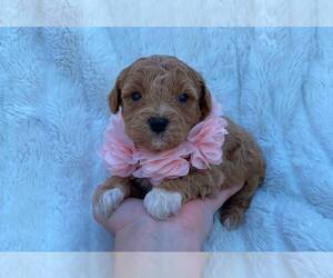 Cavapoo Puppy for sale in CAMPBELLSVILLE, KY, USA