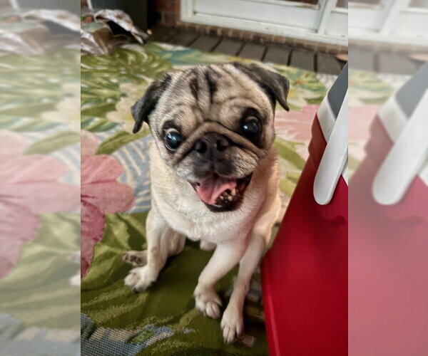 Medium Photo #7 Pug Puppy For Sale in Indianapolis, IN, USA