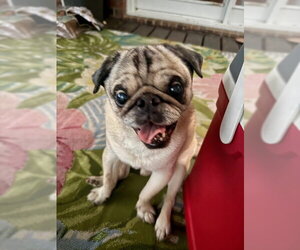 Oliver - Male Pug Dog for Adoption - Photo #7