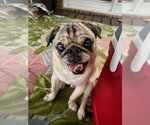 Small #6 Pug