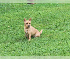 Chihuahua-Unknown Mix Dogs for adoption in Brooklyn Center, MN, USA
