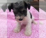 Small Photo #7 Schnauzer (Miniature) Puppy For Sale in GOSHEN, IN, USA
