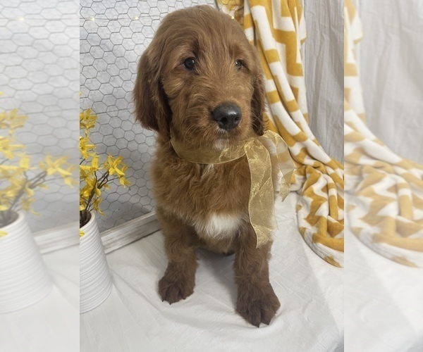 Medium Photo #3 Goldendoodle Puppy For Sale in WOODBURN, IN, USA