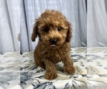 Small #2 Poodle (Miniature)