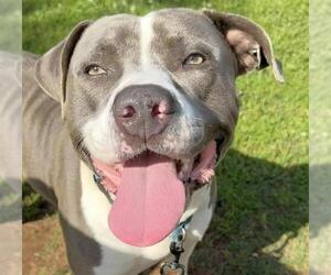 WADE - Male American Staffordshire Terrier Dog for Adoption - Photo #2