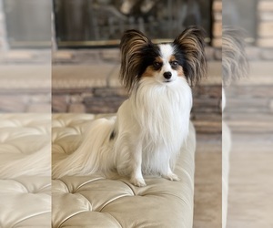 Father of the Papillon puppies born on 03/22/2022