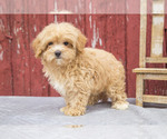 Puppy Violet Maltipoo