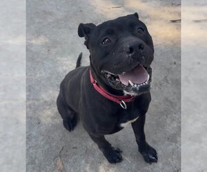ORCA - Male Mutt Dog for Adoption - Photo #2