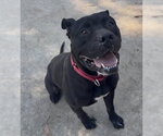 Small #1 Mutt