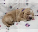Small #4 Golden Cocker Retriever