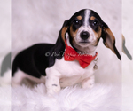 Small Photo #71 Dachshund Puppy For Sale in WARSAW, IN, USA
