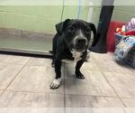 Small American Staffordshire Terrier Mix