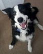 Small Photo #1 Border Collie Puppy For Sale in DRY FORK, UT, USA