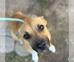 Chihuahua Dogs for adoption in Tulsa, OK, USA