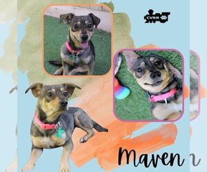 Dachshund-Unknown Mix Dogs for adoption in Lindsay, CA, USA