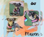 Small Dachshund Mix