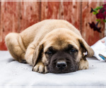 Small #14 Mastiff