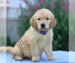 Small #2 Golden Retriever