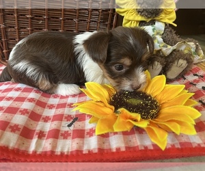 Yorkshire Terrier Puppy for sale in PORT CRANE, NY, USA