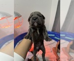 Puppy Light Blue boy Cane Corso