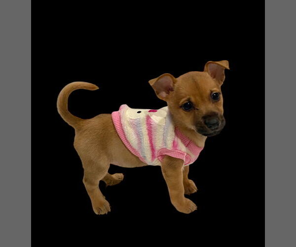 Medium Photo #2 Chihuahua Puppy For Sale in Menifee, CA, USA