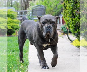 Father of the Cane Corso puppies born on 02/28/2026