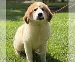Small Great Pyrenees