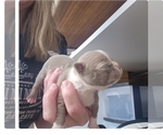 Small #2 Boston Terrier