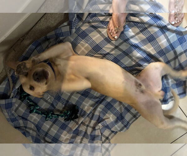 Medium Photo #3 Mutt Puppy For Sale in Oakland Park, FL, USA