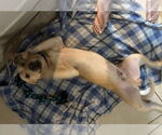 Small #2 Mutt