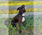 Small #1 Mastiff Mix
