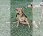 Ox: At shelter - Male Mutt Dog for Adoption - Small photo