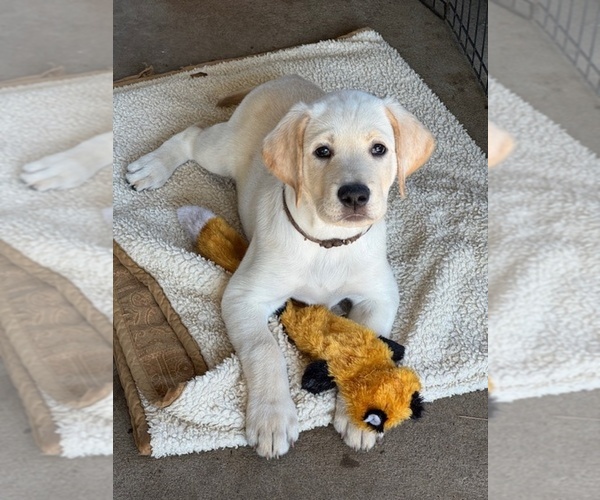 Medium Photo #1 Labrador Retriever Puppy For Sale in EUGENE, OR, USA