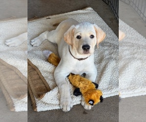 Labrador Retriever Puppy for sale in EUGENE, OR, USA