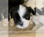 Puppy Puppy 2 Picasso Shih Tzu