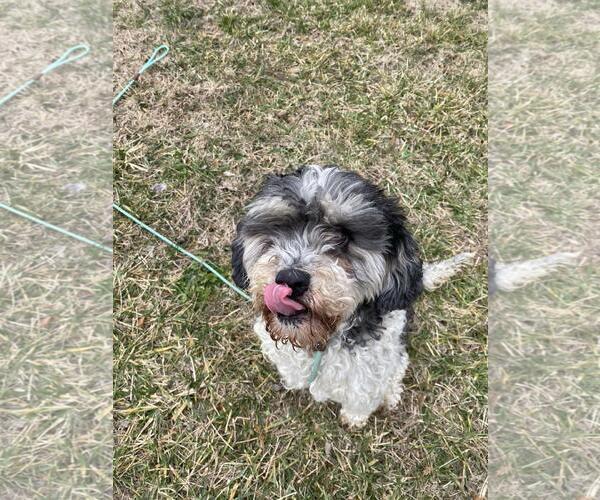 Medium Photo #4 Havachon Puppy For Sale in Front Royal, VA, USA