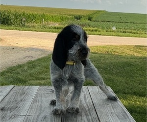 Blue Gascony Griffon Puppy for sale in ESMOND, IL, USA