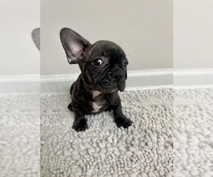 French Bulldog Puppy for sale in CHARLESTON, SC, USA