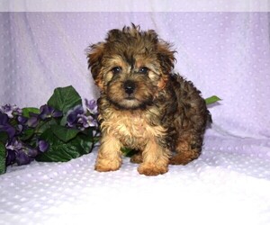 YorkiePoo Puppy for sale in BARNESVILLE, KS, USA