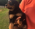 Small Photo #3 English Shepherd Puppy For Sale in GREENVILLE, AL, USA