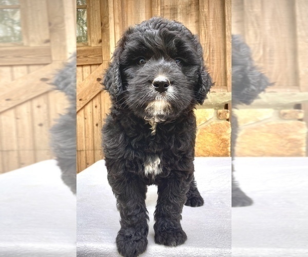 Medium Photo #4 Bernese Mountain Dog-Labradoodle Mix Puppy For Sale in WEST GROVE, PA, USA