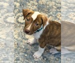 Small American Staffordshire Terrier Mix