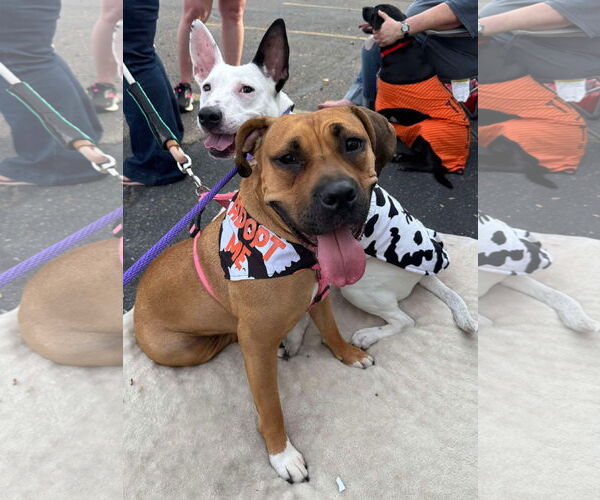 Medium Photo #6 Boxer-Unknown Mix Puppy For Sale in Germantown, OH, USA