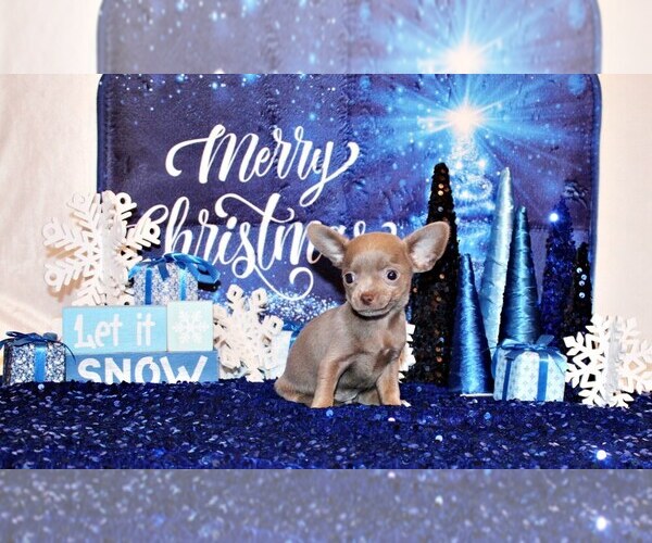 Medium Photo #2 Chihuahua Puppy For Sale in CHARLESTON, AR, USA