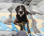 Small #7 Labrador Retriever Mix