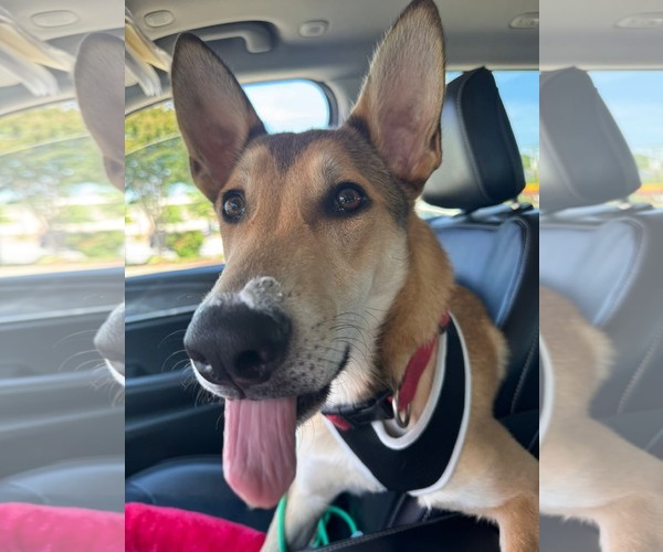 Medium Photo #32 German Shepherd Dog-Unknown Mix Puppy For Sale in Holly Springs, NC, USA