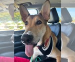 Small #31 German Shepherd Dog Mix