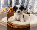 Small #10 Morkie