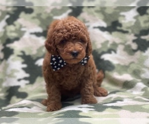 Goldendoodle-Poodle (Toy) Mix Puppy for sale in LAKELAND, FL, USA