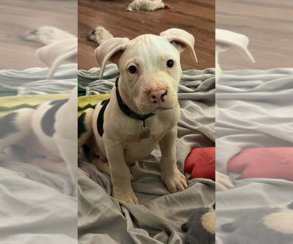 Medium Photo #1 Mutt Puppy For Sale in Candler, NC, USA
